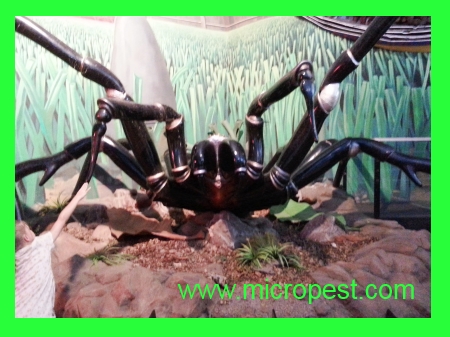 Sydney funnel web spider